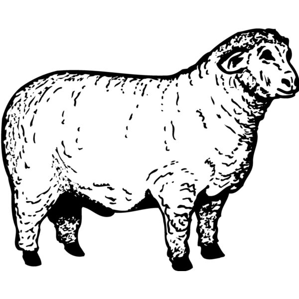 SHEEP012 Thumbnail