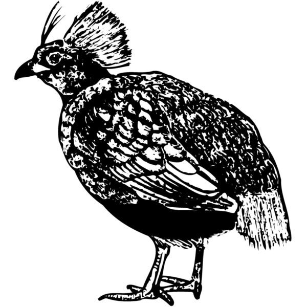 BIRD070 Thumbnail