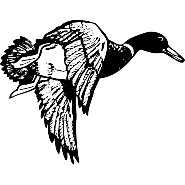 BIRD083 Thumbnail