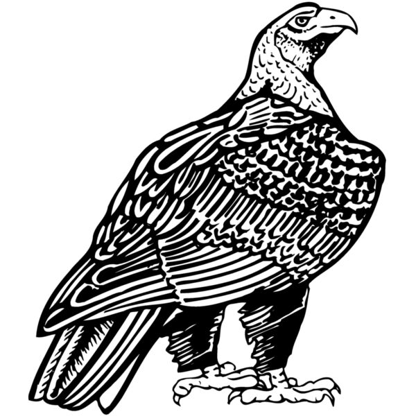 EAGLE018 Thumbnail