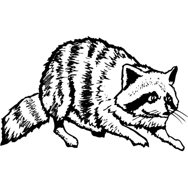 COON001 Thumbnail