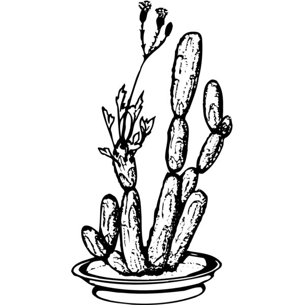 CACTUS08 Thumbnail